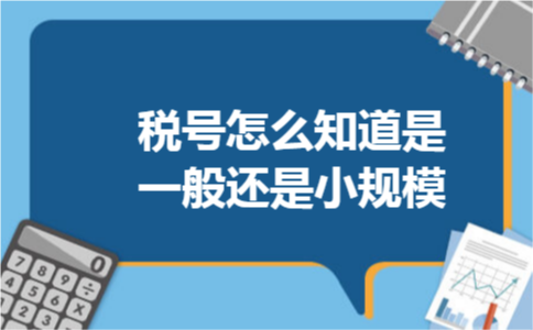税号怎么知道是一般还是小规模